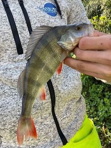 European Perch