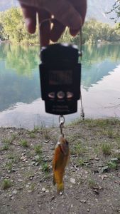 Smallmouth Bass