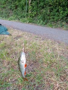 European Perch