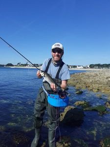 European Bass (Seabass)