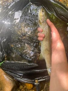 Brown Trout
