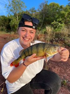 European Perch
