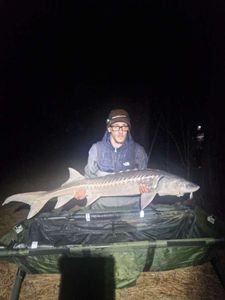 Sturgeon