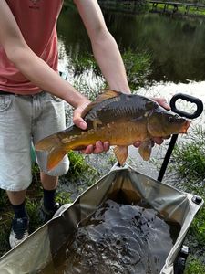 Mirror Carp
