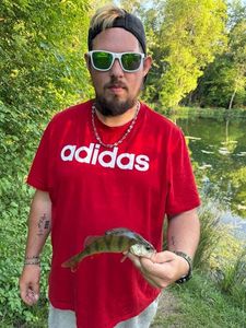 Yellow Perch
