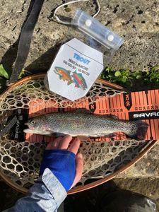 Rainbow Trout