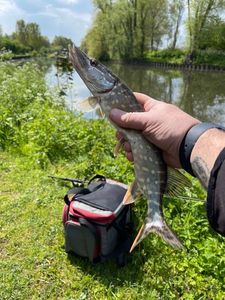 Northern Pike