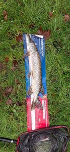 Northern Pike