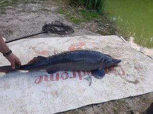 Sturgeon