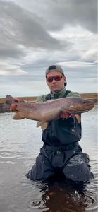 Sea Trout