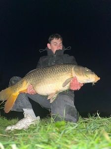 Common Carp