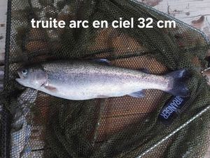Rainbow Trout