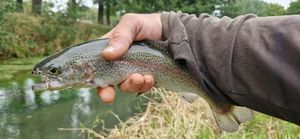 Rainbow Trout