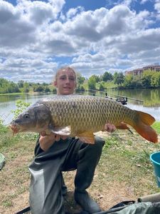 Common Carp