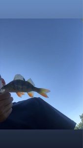 Yellow Perch