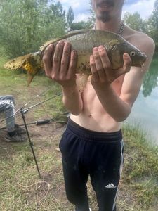 Mirror Carp