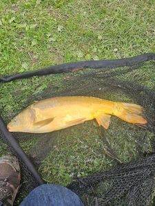 Leather Carp