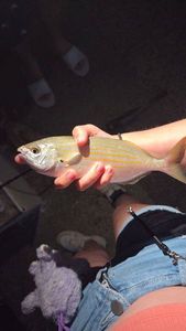 Salema