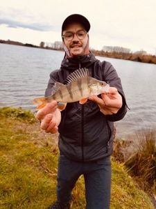 Yellow Perch