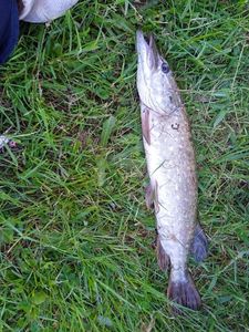 Northern Pike