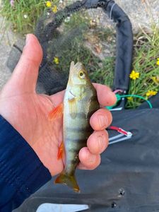 European Perch