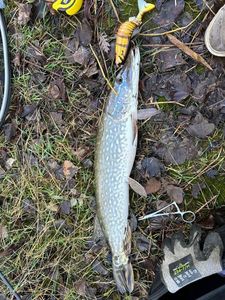 Northern Pike