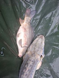 Sturgeon
