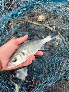 European Bass (Seabass)