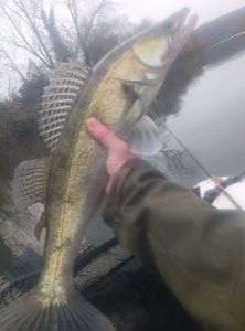 Zander
