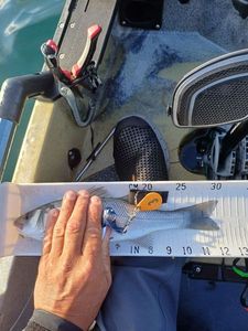 European Bass (Seabass)