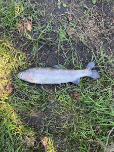 Lake Trout