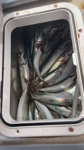 Mackerel