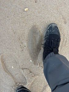 European Flounder