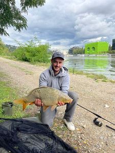 Common Carp