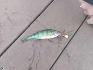 Green Sunfish