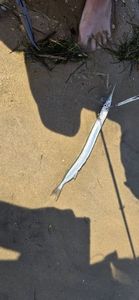 Garfish