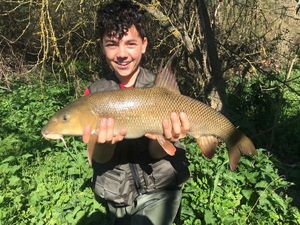 Barbel