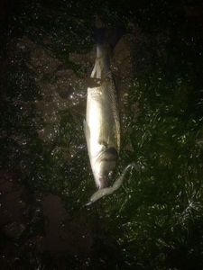 European Bass (Seabass)