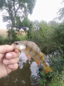 European Perch