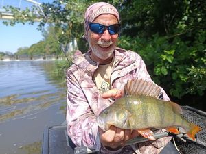 European Perch