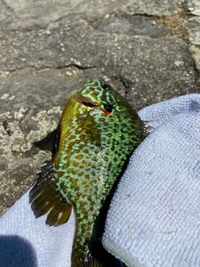 Green Sunfish