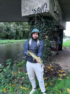 Northern Pike