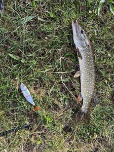 Northern Pike
