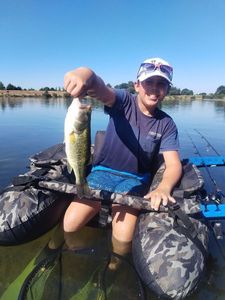 Largemouth Bass