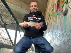 Brown Trout