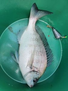Gilthead Seabream