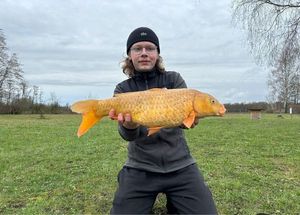 Mirror Carp