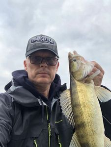 Zander