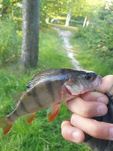 European Perch