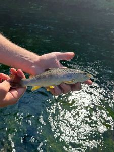 Brown Trout